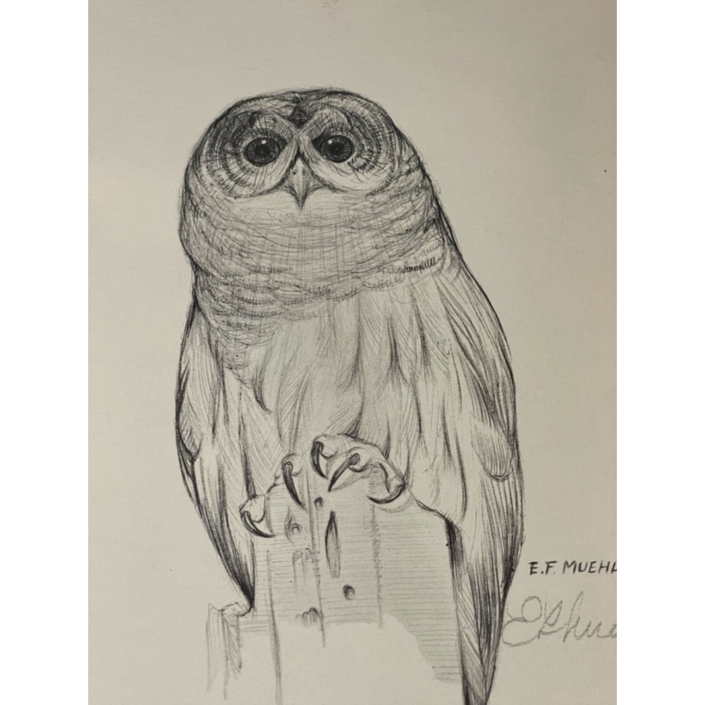 E.F. Muehlmatt Signed Barred Owl Print 8x10 Pencil Signature Wildlife Art - Picture 2 of 3